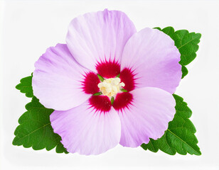 식물-꽃-무궁화-무궁화 꽃-무궁화 잎-한국꽃-흰색 배경