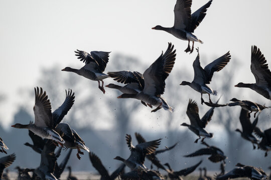 Zugv&ouml;gel, jedes Jahr unternehmen Vogelschw&auml;rme eine anstrengende Reise in den S&uuml;den und kehren im Fr&uuml;hjahr zur&uuml;ck