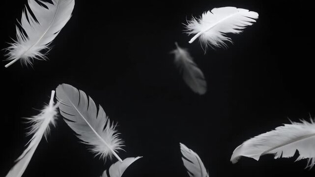 White feathers floating against a dark backdrop