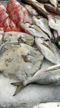 Display of mixed marine life with colorful scales and icy background