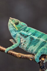 Fototapeta premium chameleon on a branch