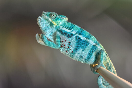 Bright green chameleon with textured scales and prominent resting on a branch, crisp detail against a smooth, blurry background.