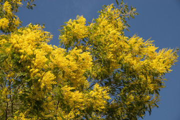 Fototapeta premium Yellow mimosa branches in bloom, a traditional symbol of International Women's Day. Spring floral concept.