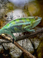 Fototapeta premium chameleon on a branch