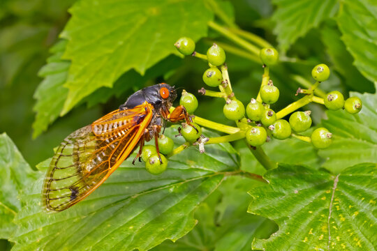 Dwarf Periodical Cicada, Magicicada cassini.