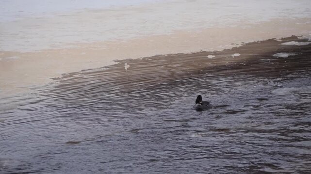 Common goldeneye duck swimming in a thawing river with cinematic slow motion. A nature study capturing a wild duck navigating dark, flowing water near a white ice shelf during the spring breakup, film