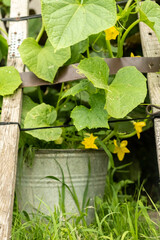 reuse of old things. bush of cucumbers grows in a metal bucket