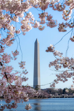 Cherry Blossoms Blooming in Washington DC Near the Tidal Basin with the Washington Monument in the Background