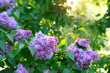 Fototapeten Grün Beautiful purple color Lilac flowers in green foliage close up. Bright floral spring background. blossom spring landscape with lilac bush.  © Ju_see