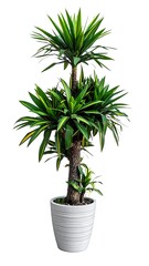 Towering plant in a ribbed pot, vibrant green leaves and layered tiers, against a plain white background