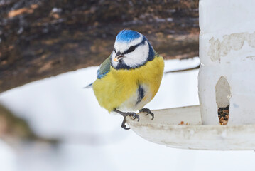 Eurasian blue tit bird eating seeds from bird feeder in winter season ( Cyanistes caeruleus )	