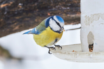 Eurasian blue tit bird eating seeds from bird feeder in winter season ( Cyanistes caeruleus )	