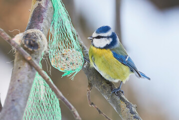 Eurasian blue tit bird eating seeds from bird feeder in winter season ( Cyanistes caeruleus )	
