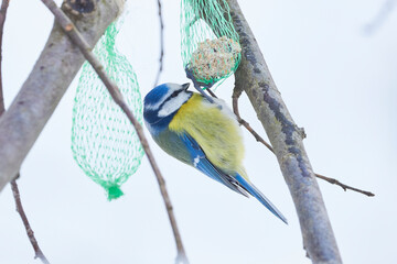 Eurasian blue tit bird eating seeds from bird feeder in winter season ( Cyanistes caeruleus )	