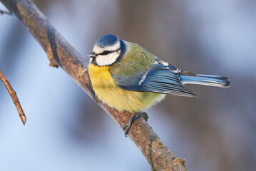 Eurasian blue tit bird closeup in winter season ( Cyanistes caeruleus )