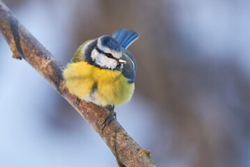 Eurasian blue tit bird closeup in winter season ( Cyanistes caeruleus )