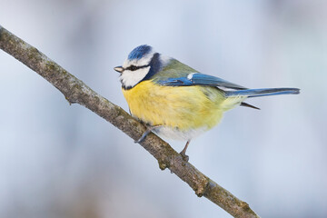 Fototapeta premium Eurasian blue tit bird closeup in winter season ( Cyanistes caeruleus )
