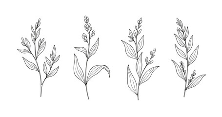 Fototapeta premium Elegant botanical line art of floral stems