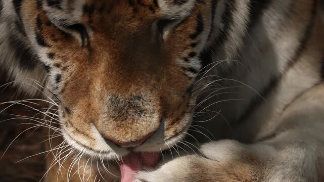 Extreme close up portrait of a resting tiger lying calmly, powerful striped face filling the frame, intense eyes half closed in relaxation, majestic wild predator captured in quiet natural moment.