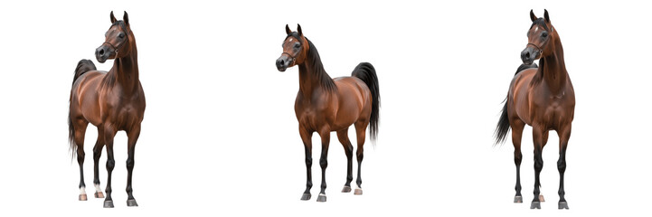 Arabian Horse Equus ferus caballus isolated on white background, purebred desert horse, Arabian Peninsula breed, Middle Eastern horse سلالة عربية, asil horse, Bedouin horse, studio cutout