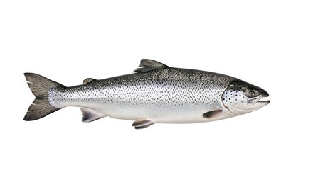 Obraz premium Atlantic salmon isolated on white background for culinary and marine studies