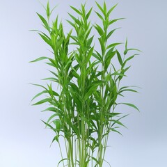 Obraz premium Bunch of vibrant green bamboo stalks with slender leaves against a light background