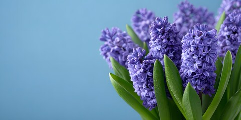 Obraz premium Fresh purple flowers bloom in spring with green leaves on display
