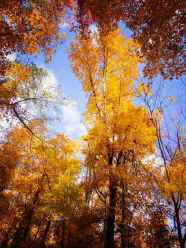 Autumn Leaves - Beautiful autumn leaves are dancing in the air.
