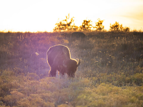 Baby long horn soaking the sunlight. In Wichita Mountain wildlife refugee, OK. A baby long horn soaking the sunlight and having his dinner happily.