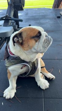 Calm dog observing. Peaceful puppy seated by athlete on field