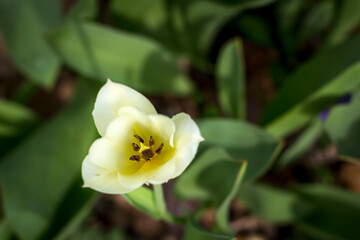 Obraz premium Yellow Spring Tulip and Green Leaves