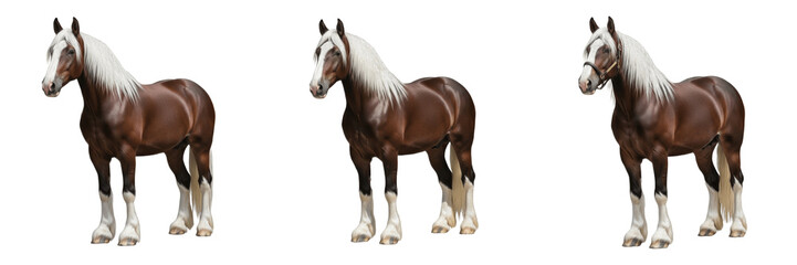 Fototapeta premium Shire Horse Equus ferus caballus isolated on white background, English draft horse breed, largest horse breed from England, heavy draught farm horse, feathered leg equine, studio cutout