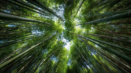 Bamboo forest seen from below