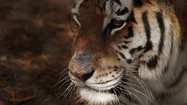 Extreme close up portrait of a resting tiger lying calmly, powerful striped face filling the frame, intense eyes half closed in relaxation, majestic wild predator captured in quiet natural moment.