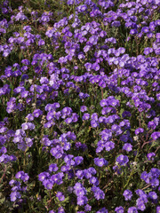 Obraz premium Abundant blossoms of Wild Heliotrope, a beautiful purple wildflower, cover the ground at Carrizo Plain National Monument during a superbloom. 