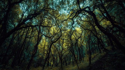 Obraz premium Enchanted Forest Canopy View