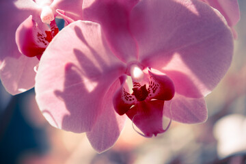 scenic blooming orchid room flowers, stunning nature scene...exclusive - this image is sell only on Adobe stock © Rushvol