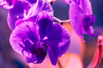 fantastic blooming orchid room flowers, stunning nature scene...exclusive - this image is sell only...