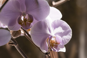 wonderful blooming orchid room flowers, stunning nature scene...exclusive - this image is sell only on Adobe stock © Rushvol
