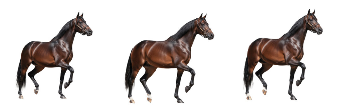 Tennessee Walking Horse Equus ferus caballus isolated on white background, gaited horse breed from Tennessee USA, running walk gait horse, American saddle horse type studio cutout