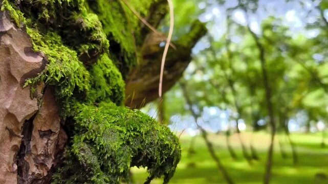 Looking up from the base of a moss-covered tree trunk, its surface richly layered with thick green moss. A soft-focus green forest in the background and gentle natural light