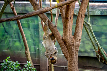 Cute sloth animal climbing a tree branch in the tropical garden at the zoo © Andreea_Prodan