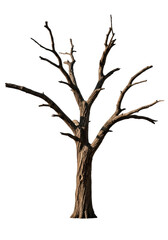 Obraz premium A hyper-detailed, weathered, ancient gnarled dead tree with bare, skeletal branches, dramatically isolated against a seamless transparent studio background, concept of decay and silent endurance