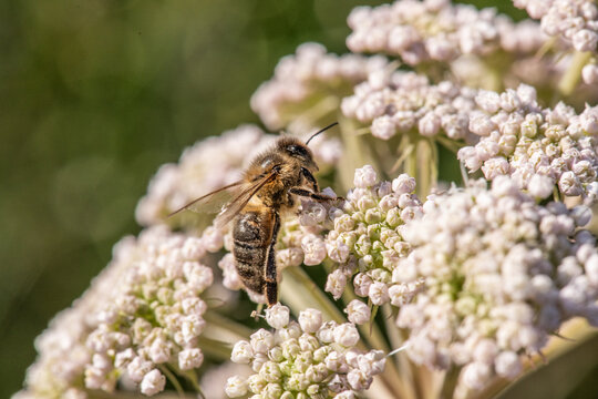 Honey bee collecting nectar on white umbel flowers.