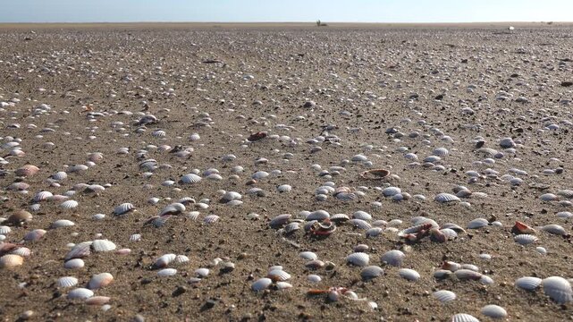 Mussel shells cover vast sandy beach shoreline under blue sky, stretching toward far distance. Bivalve remains blanket broad shore flats, low tide seascape texture suited to backgrounds.