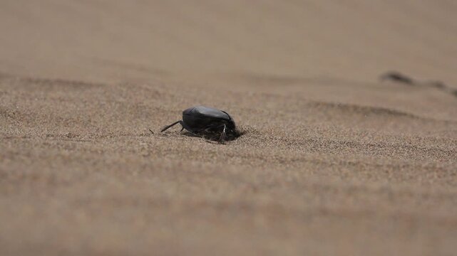 Black scarab beetle crawling on sandy terrain, close up insect on desert ground. Dark dung bug travels over dry grains, detailed nature fauna, textured background scene.