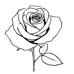 バラの線画イラスト素材