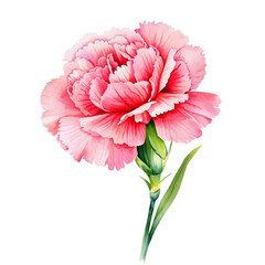 ピンクのカーネーション水彩風イラスト