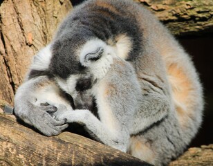 lemur on tree © Ljiljana