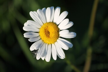 Obraz premium daisy flower close up